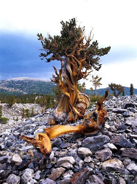 Nevada State Tree | Bristlecone pine, Weird trees, Old trees
