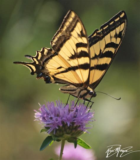 Western Tiger Swallowtail Butterflies Of Long Beach CA INaturalist