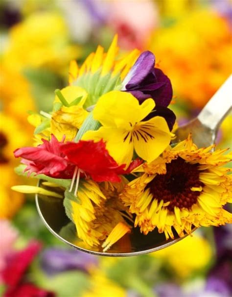 Most can flower easily at this size however more light increases chance of flowering. Buy Flower Seeds Online | Largest range in Australia | Mr ...