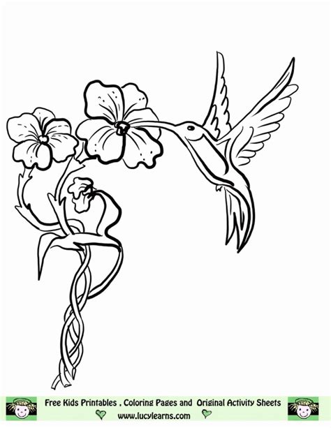 hummingbird coloring page coloring home