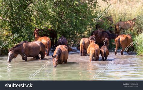 Herd Horses Drink Water Lake Stock Photo 1165433602 Shutterstock