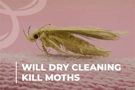 In general, it normally takes two to six hours for the carpet to dry when steam cleaning is done, sometimes longer depending on a number of factors listed below. How Long Does Dry Cleaning Take | Detailed Guide - Beezzly
