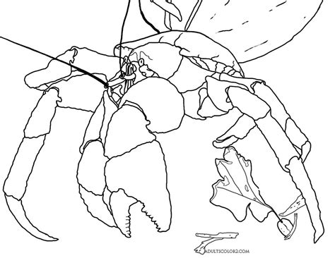 This is a dorsal picture of a blue crab.blue crabs are common from new. Crab Coloring Page: Cantankerous Crustaceans