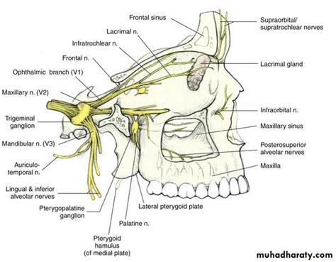 Nasopalatine Nerve Pterygopalatine Ganglion