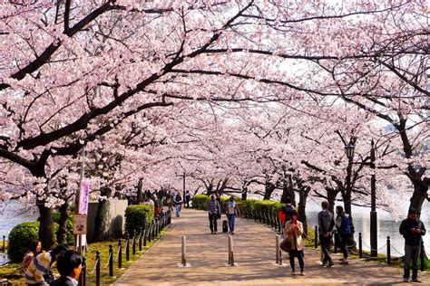 El Hanami O La Contemplación De Las Flores De Cerezo