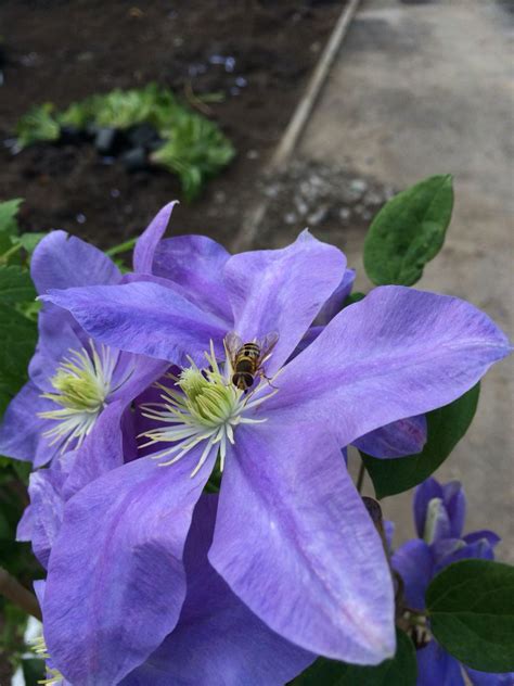 Hover Fly Having A Peep At My Clematis Fujimusume Fragrant Repeat