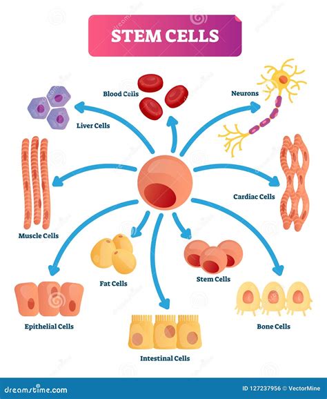 Stem Cells Vector Illustration Medical Labeled Diagram With All Kind
