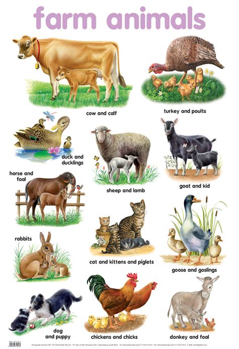 Poster Farm Animals Educatpublishers