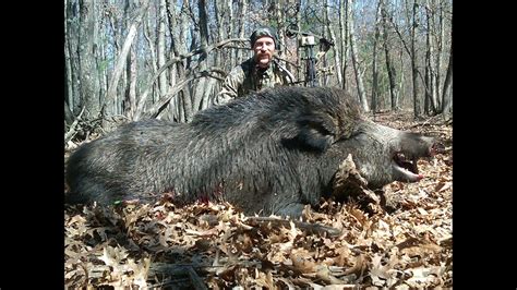 400 Pound Russian Boar Bow Hunt Youtube