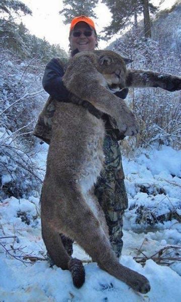 California Cougar Hunt Controversy Ridiculous In Eyes Of Idaho