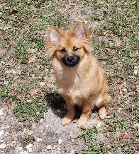 Pomeranian Puppies For Sale | Polk City, FL #327829