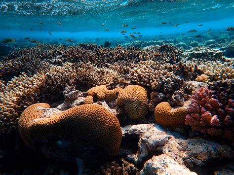 Brown Coral Reef In Sea · Free Stock Photo