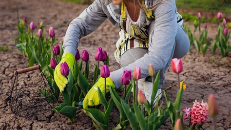 Imperdibles En Tu Jardín Cómo Y Cuándo Plantar Tulipanes Mdz Online