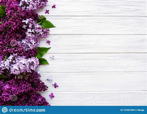 Lilac spring flower border stock photo. Image of bush - 151861092