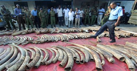 One of world's biggest elephants killed by poachers