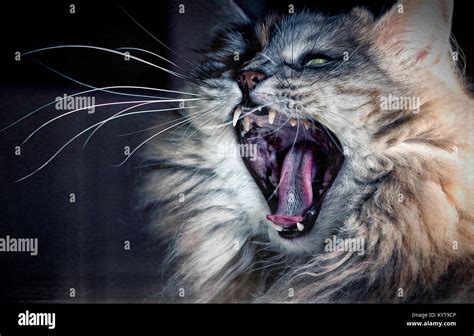 Get Angry Cat Hi Res Stock Photography And Images Alamy