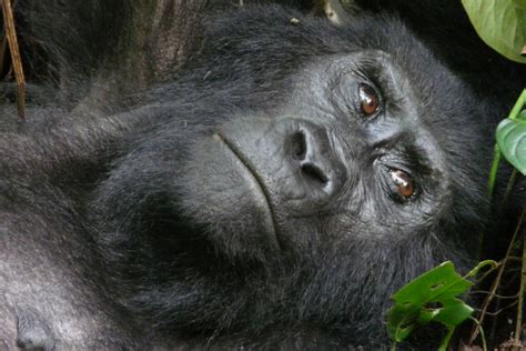 Gorillas In Africa Best Gorilla Watching Holidays Uganda Safaris