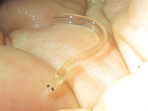 Queensland Coast Glass Eels Are Arriving In Our Creeks