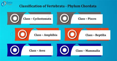 Phylum Chordata Characteristics Classification And Examples Dataflair