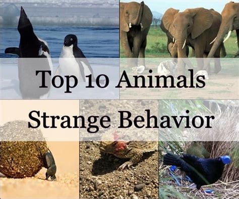 Top 10 Animals With Strange Behavior Tail And Fur
