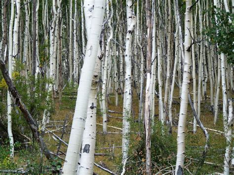 Birch Vs Aspen How To Tell Difference