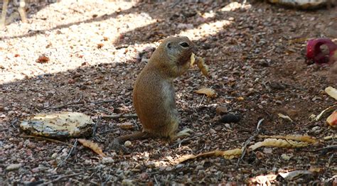 Round Tailed Ground Squirrel Aidan Desert Botanical Garde Flickr