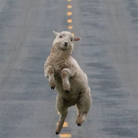 Happy Lamb Is Happy Aww