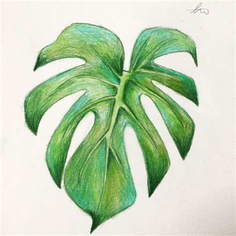 Pencil Drawing Images Of Leaves You Can Draw Pencil S Vrogue Co