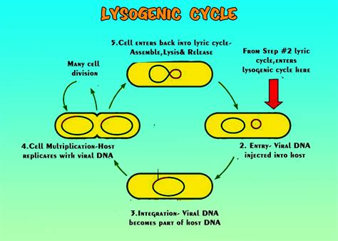 Phages That Show Lysogenic Cycle Is Calleda Temperate Phagesb