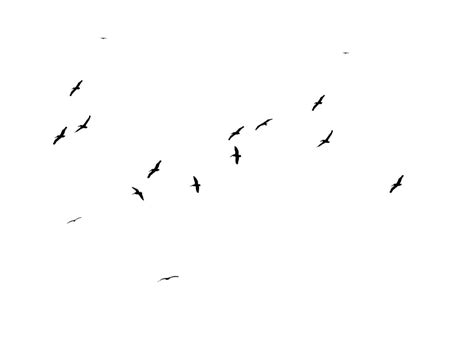 Flock Of Birds Png Transparent Png Png Collections At Dlfpt