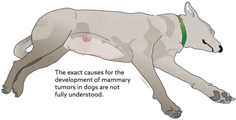 Malignant Mammary Tumors In Dogs Vca Animal Hospital