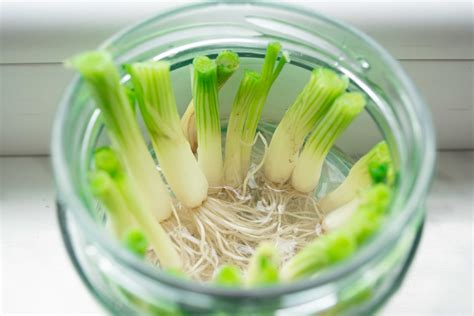How To Grow And Care For Spring Onions Love The Garden