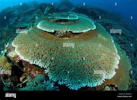 Staghorn Coral On Coral Reef Komodo National Park Indonesia Stock Photo