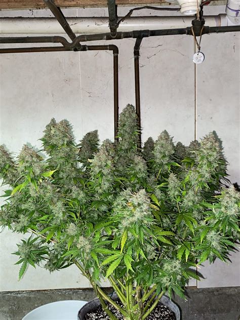 Northern Lights Autoflower Grow Diary