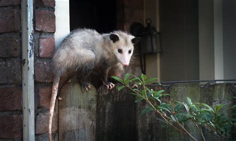 How To Get Rid Of Possums Under Your Deck Shed House