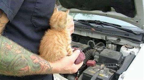 Kitten Rescued From Car Engine After 35 Mile Ride Life With Cats