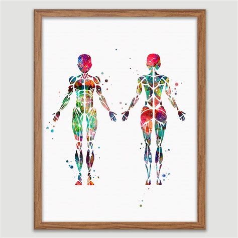 Buy Female Muscular System Watercolor Human Body Print Human Muscles