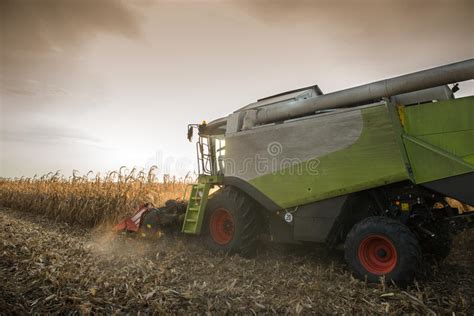Combine Harvesting Wheat Stock Photo Image Of Grain 73593798