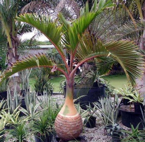 Short Fat Palm Tree Name Palmtree