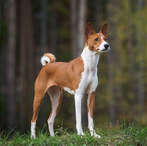 12 Adorable Dog Breeds With The Pointiest Ears Basenji Dogs Cute