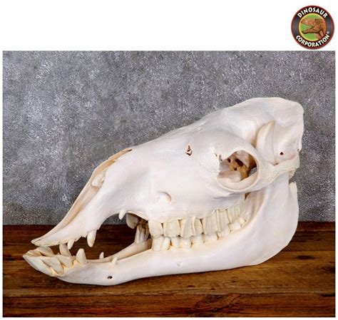 Camel Bactrian Male Skull For Sale Dinosaur Corporation