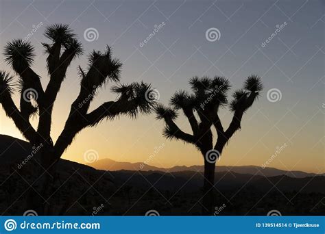 2 Trees In A Sunset Over Joshua Tree National Park California Us