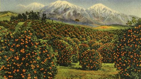 Vintage Postcard Of California Oranges Matthews Island