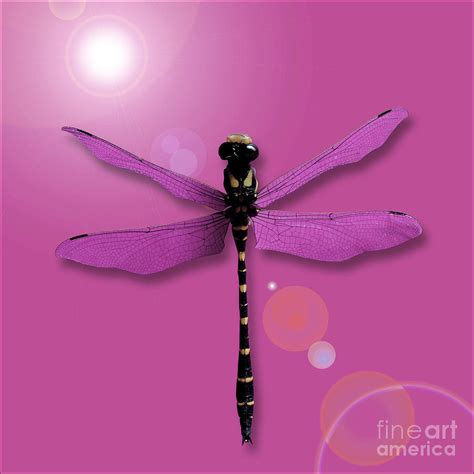 Abstract Dragonfly Photograph By Pierre Dumas Fine Art America