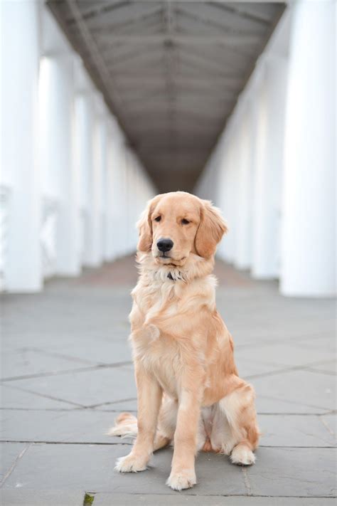 She is a certified cgc (canine good citizen) evaluator by the american kennel club and has served on the board of directors for the american humane association and rocket dog rescue. Golden retriever puppy at the University of Virginia ...