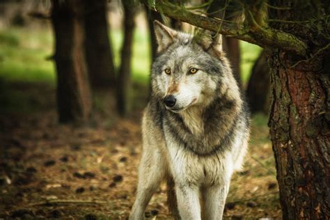 In The Forest Flickr Photo Sharing Beautiful Wolves Wolf Life