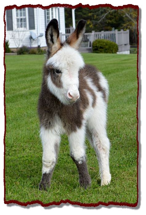 Shorecrest Farm S Miniature Donkeys For Sale In Linden Pennsylvania