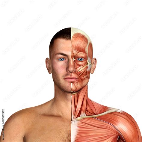 Male Face Muscles Anatomy Stock Illustration Adobe Stock