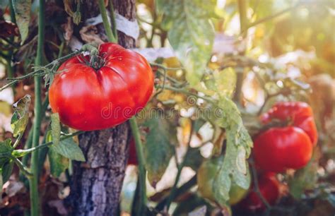 Homegrown Red Fresh Tomato In A Garden Red Organic Tomato Plant Stock