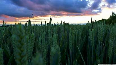Wheat Sunset Field Uhd